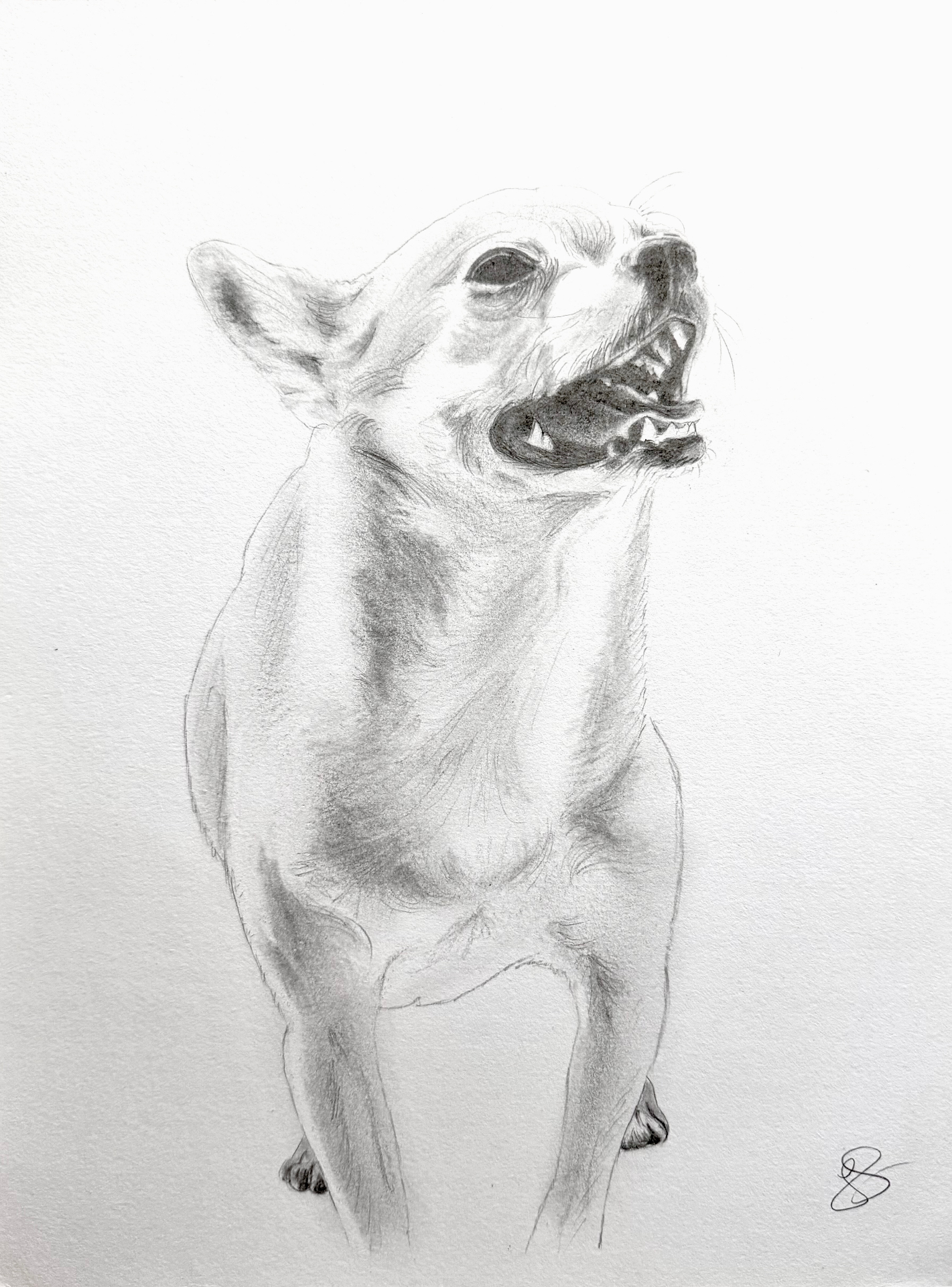 Chris's gremlin — graphite portrait of a chihuahua