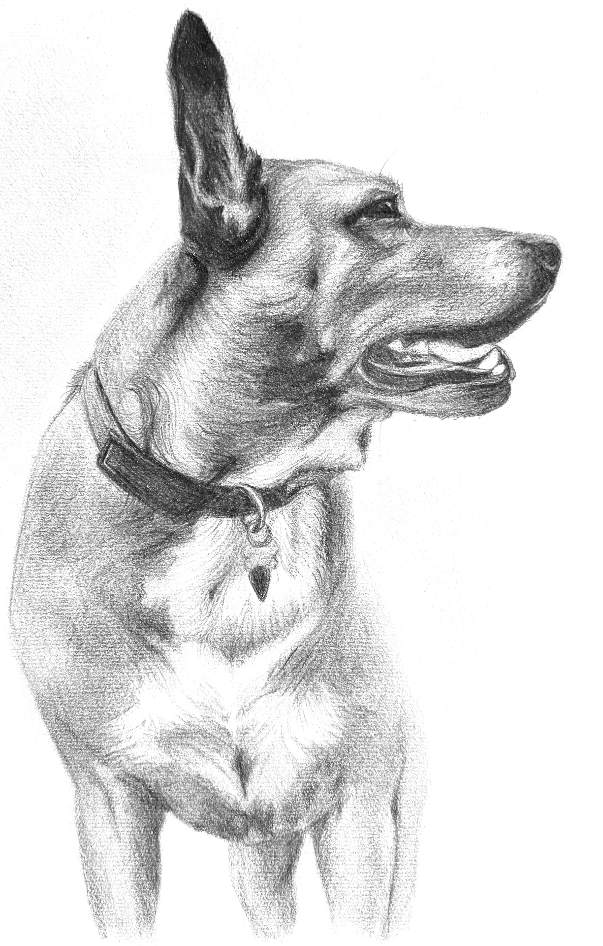 Portrait of a dog
