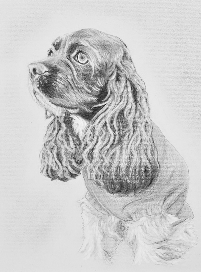 Justin's Maddie — cocker spaniel portrait