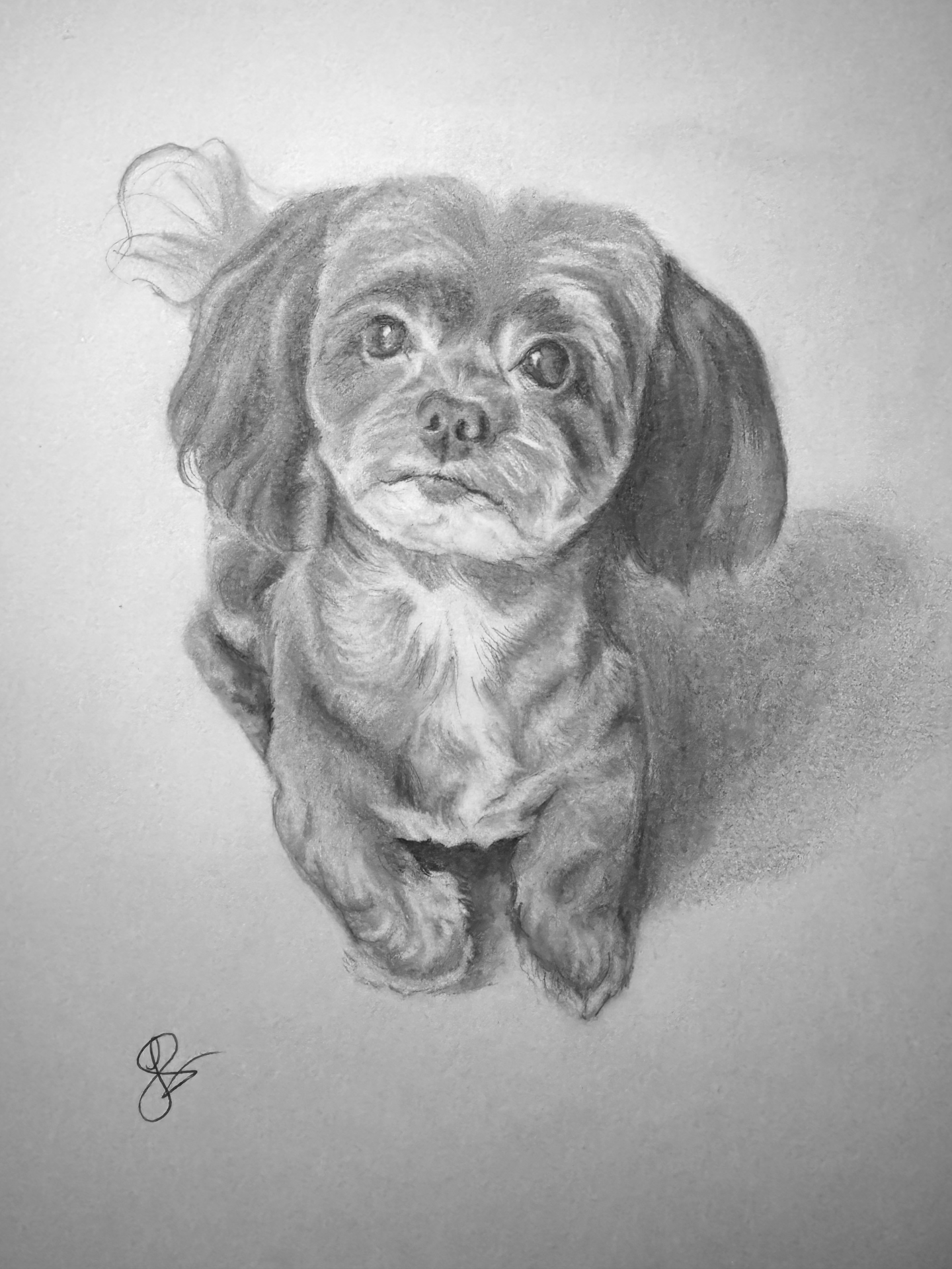 Lulu — small dog looking up