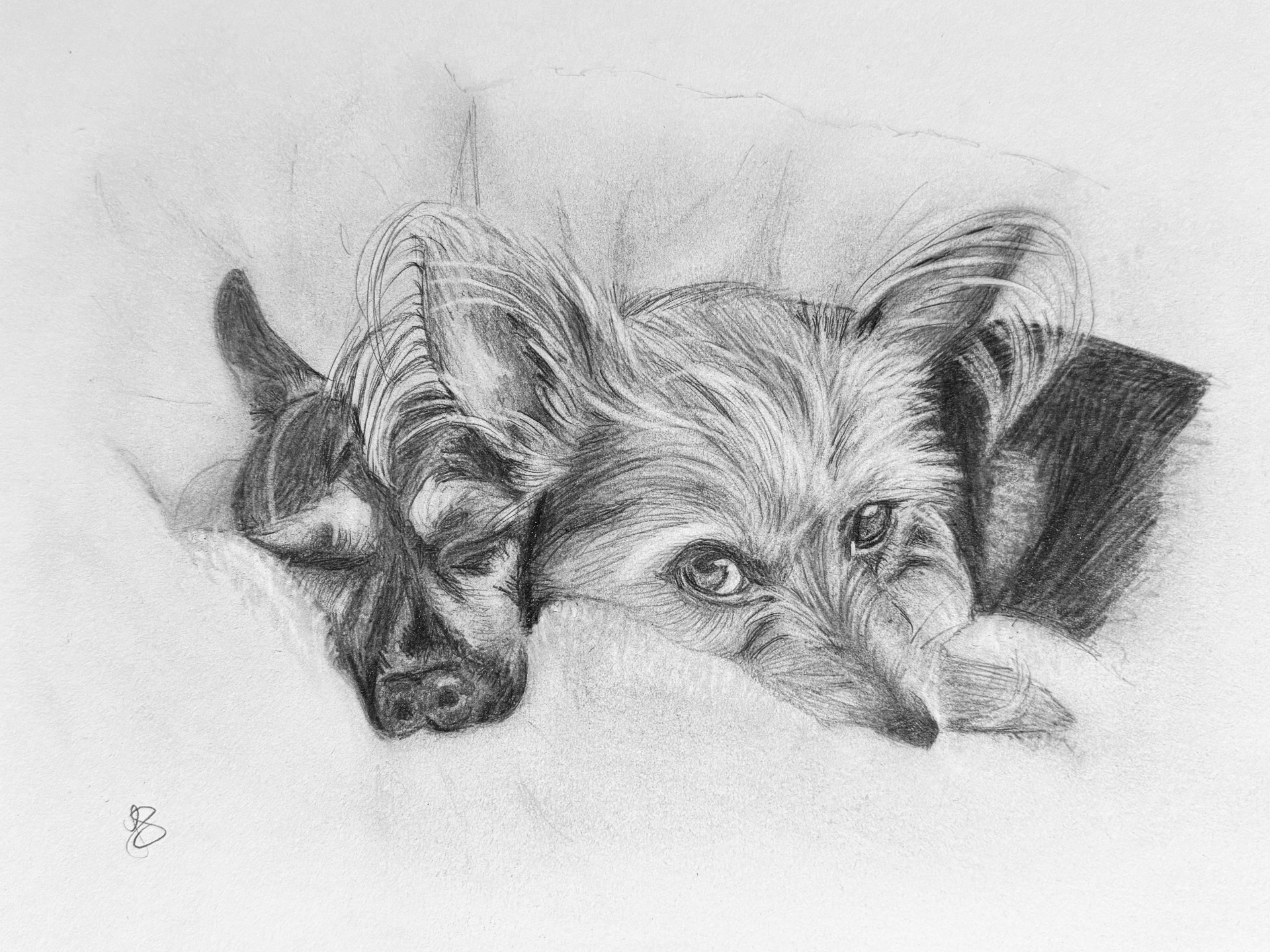 Graphite portrait of two dogs resting